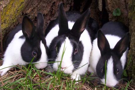 Dutch Rabbits